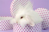 Polka Dot Bunny EA555