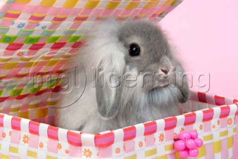 Bunny in Woven Basket EA557