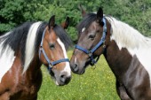 Two Meadow Horses H137