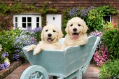 Puppies in a Wheelbarrow DP791