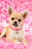 Chihuahua on Pink Rug DP812