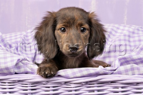 Fluffy Dachshund Pup in Purple DP811