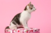 Little Kitten on Flowery Handbag CK487