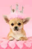 Queen Chihuahua DP815