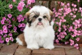 Shih Tzu With Pink Flowers DP801