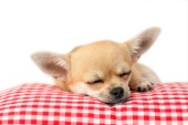 Sleeping Chihuahua on Red Gingham DP814