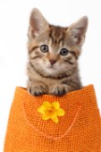 Kitten in Orange Cup CK500