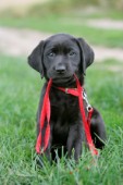 Black Retriever with Red Lead