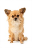 Chihuahua on White Background