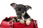 Chihuahua in Red Handbag