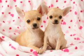Chihuahua in Heart Blanket