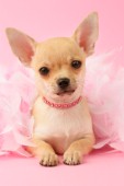 Chihuahua with Feather Boa