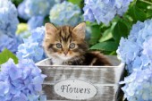 Kitten in Flower Pot