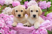 Pink Flower Labradors