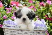 Shih-Tzu Puppy in Basket
