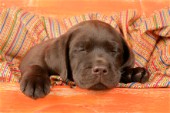 Sleeping Chocolate Brown Labrador
