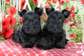 Scottish Terriers Puppies