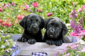 Two Black Labrador Puppies