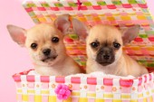 Two Chihuahuas