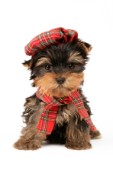 Yorkie in Hat and Scarf