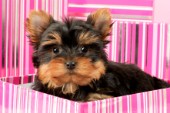 Yorkshire Terrier in Pink Box