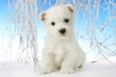 Snowy White Pup C601