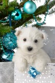 Snowy White Puppy Present