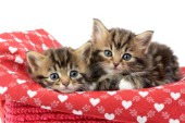 Kittens on Heart Blanket