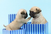 2 Pugs in Boxes DP912