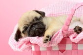 Sleeping Pug in Pink Basket DP923