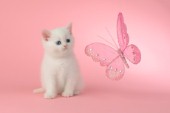 Kitten with Pink Butterfly