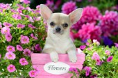 Flower Chihuahua