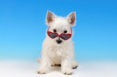 Dog with Heart Sunglasses DP998