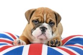 Bulldog British Cushion DP1006