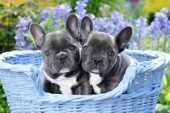 Puppies with big Ears DP1012