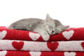 Cat Sleeping on Towels CK562.jpg
