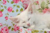 Sleeping White Kitten
