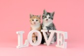 Two Valentine Kittens