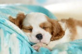 Sleeping Cavalier Puppy
