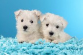 Two Westie Puppies