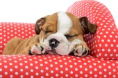 Sleeping Bulldog Puppy