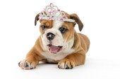Princess Bulldog Puppy