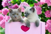 Two British Shorthair Kittens