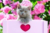 British Shorthair Lilac Kitten