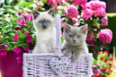 Two British Shorthair Kittens
