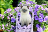 British Shorthair lilac colourpoint Kitten