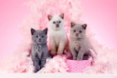 Three Colourpoint Kittens