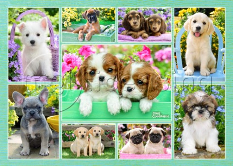 Cute Puppies Montage