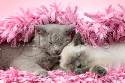 Two British Shorthair Cats Sleeping Variant 1CK703