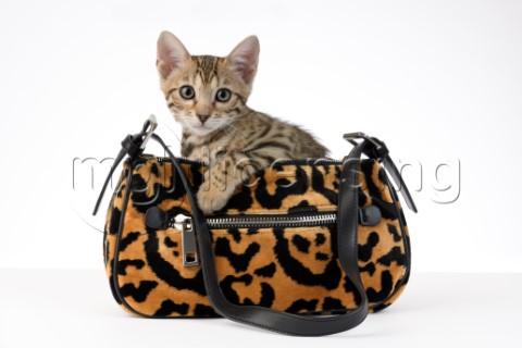 Bengal Kitten In Handbag CK681